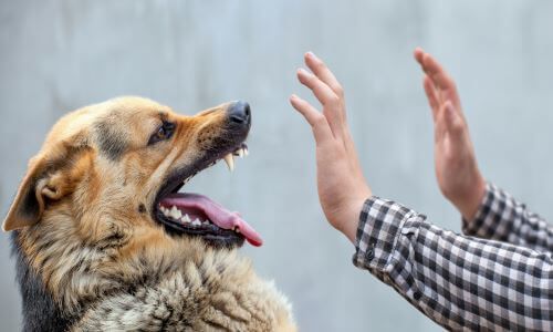 Dog Snarling at Human Hands 